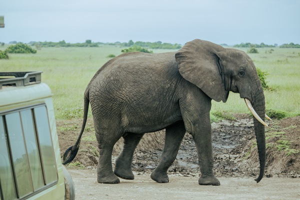 Amboseli National Park wilderness photography 2
