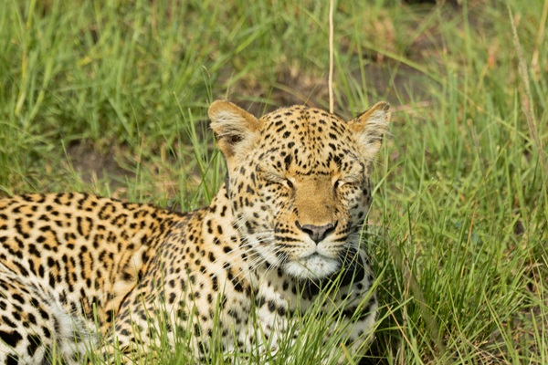 Savannah Leopard Tracking