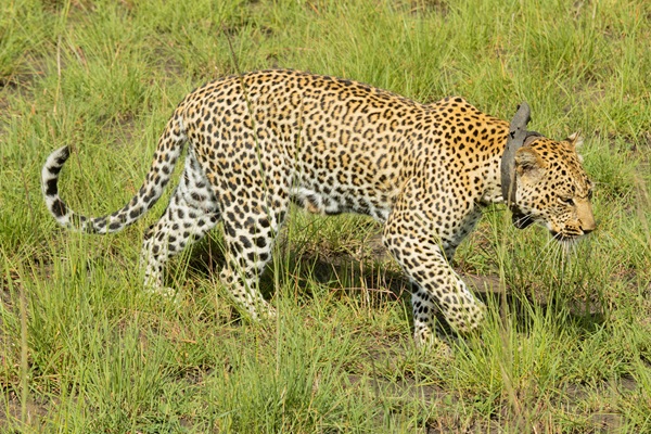Kidepo Valley National Park wilderness photography 2