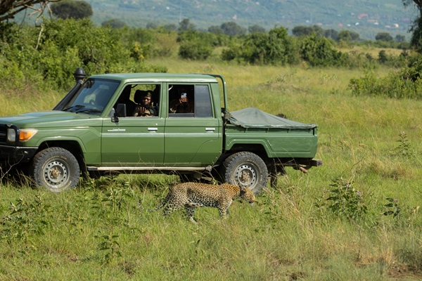 Custom 4x4 Cruiser Tracking Wildlife