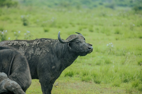 African Cape Buffalo Encounter