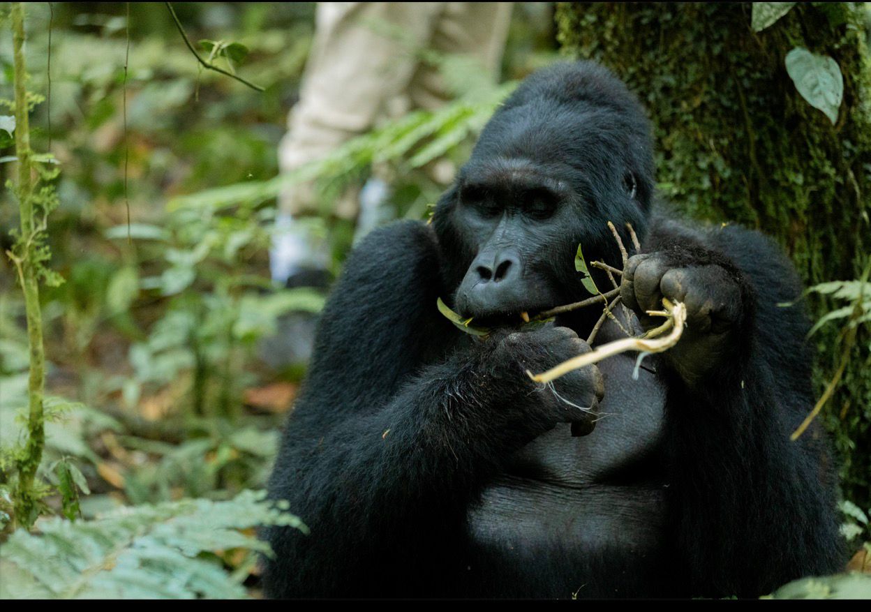 Mountain Gorilla encounter in Bwindi Impenetrable National Park