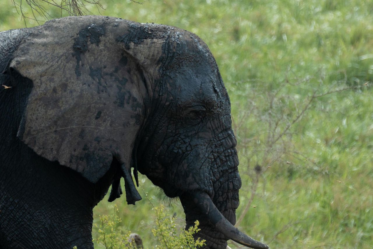 Queen Elizabeth National Park