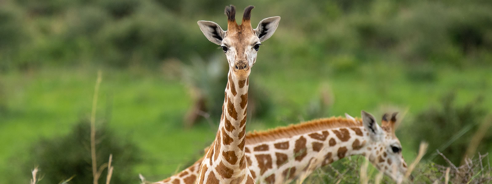Lake Nakuru National Park wilderness photography 3