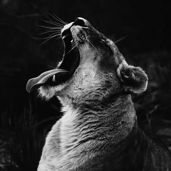 Serengeti National Park wilderness photography 4