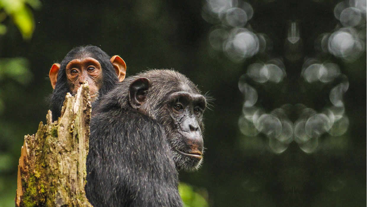 Chimpanzee Habituation Kibale