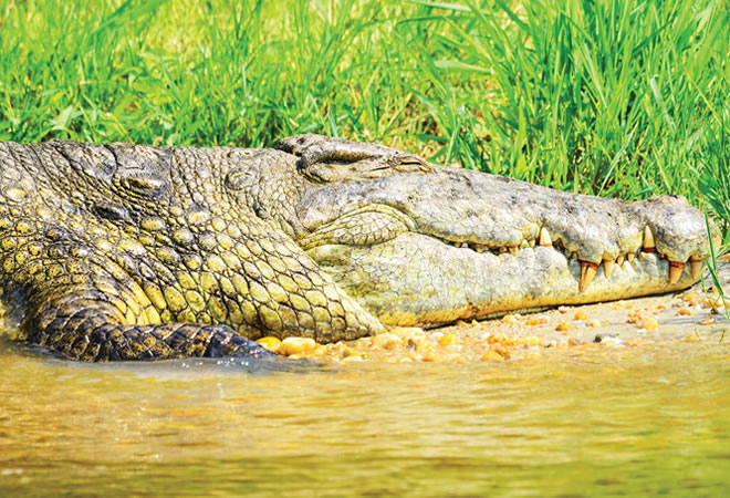 crocodile_murchison