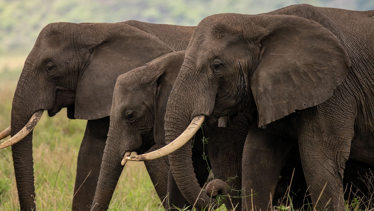 Amboseli National Park