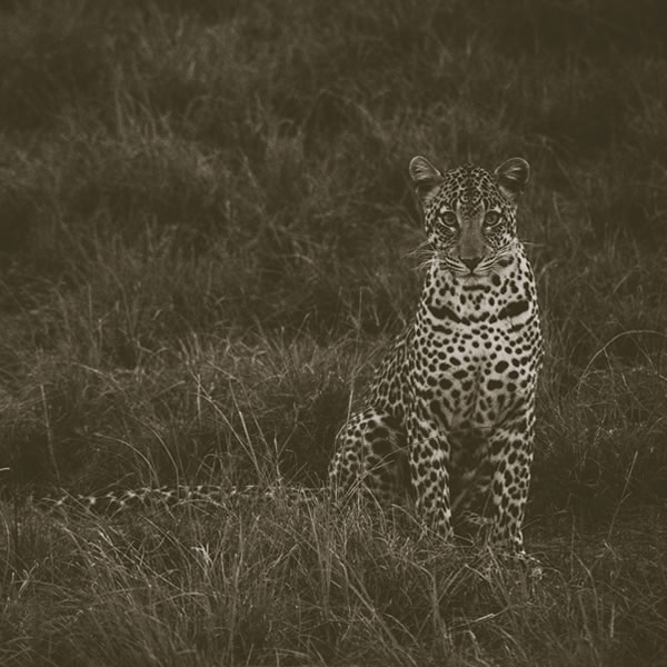 4 Days – Explore Lake Mburo N.P