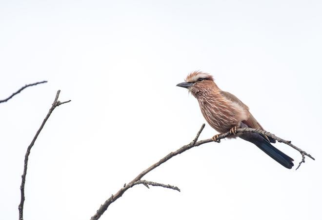 mburo-birds