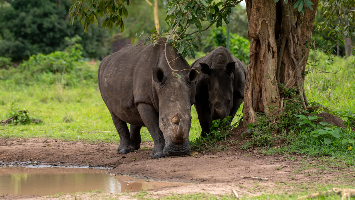 Ziwa Rhino Sanctuary
