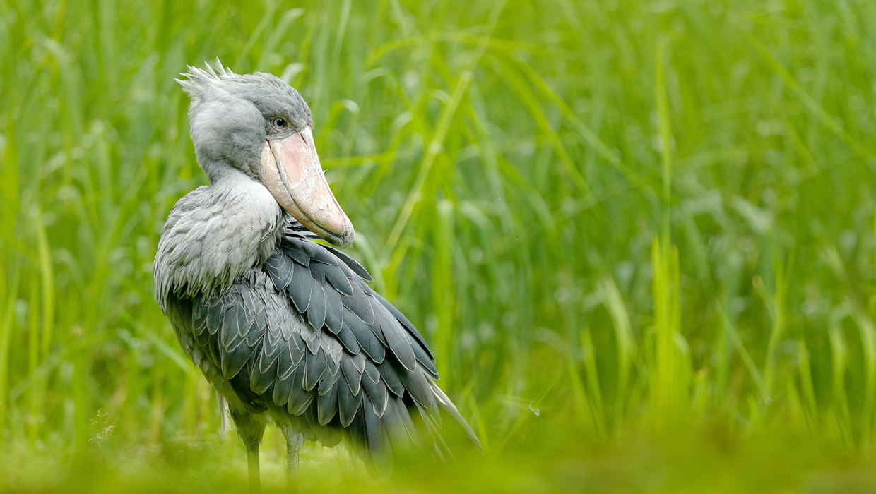Semuliki National Park
