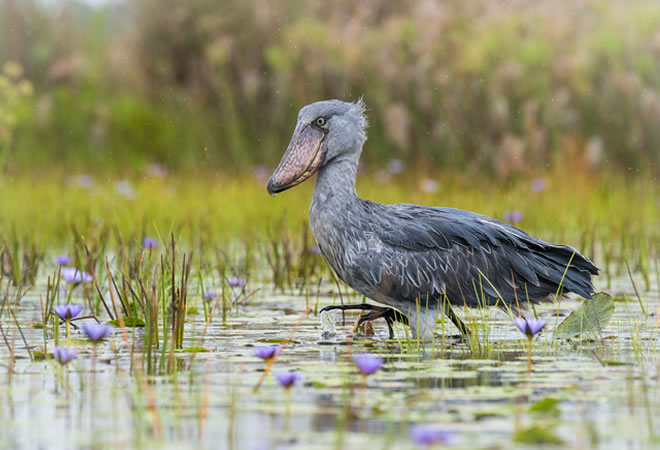 shoebill_walking_in_the_wetland