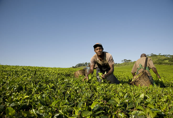 tea-plantation